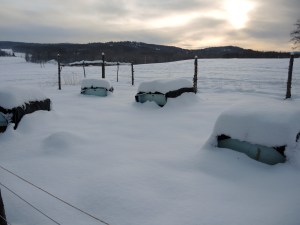 Winter yard. Singles in the front with 1 pack of doubles in the background.