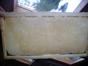Foundationless honey comb