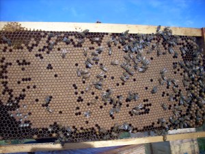 Good brood pattern and never treated, ideal when choosing breeder genetics.